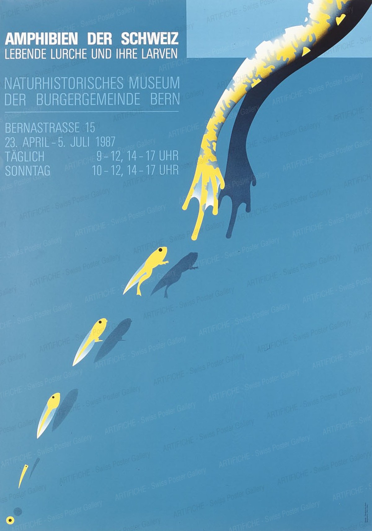 AMPHIBIEN DER SCHWEIZ – LEBENDE LURCHE UND IHRE LARVEN – Naturhistorisches Museum der Burgergemeinde Bern, Claude Kuhn